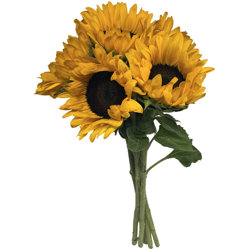 Een afbeelding van AH Zonnebloemen