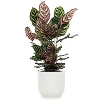 AH Calathea makoyana 21 teelt