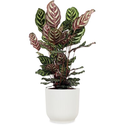 pdp-image-AH Calathea makoyana 21 teelt