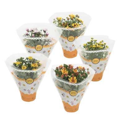 pdp-image-AH Chrysant herfstmix