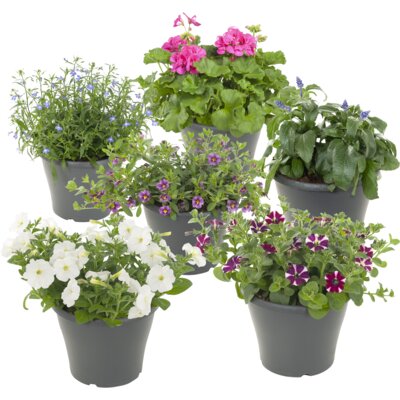 pdp-image-AH Perkplanten in terraspot