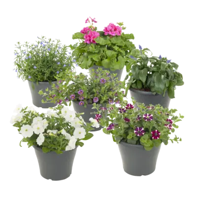 pdp-image-AH Perkplanten in terraspot