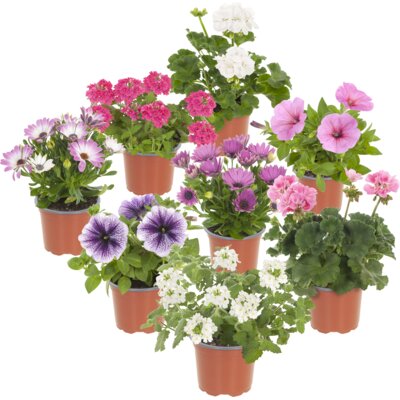 pdp-image-AH Perkgoed mix & match p12