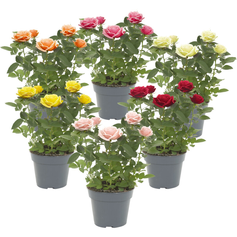 Een afbeelding van AH Potroos