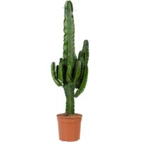 AH Euphorbia erytrea cowboycactus l