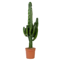 AH Euphorbia erytrea cowboycactus l