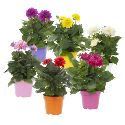 pdp-image-AH Dahlia plant