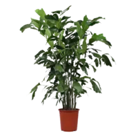 AH Caryota mitis vissenstaartpalm xl