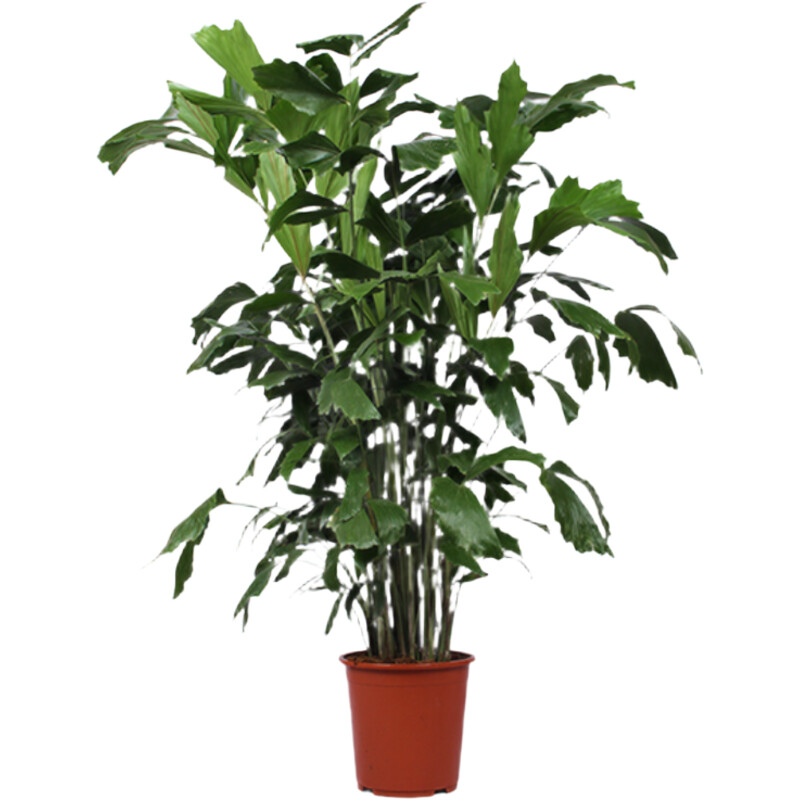 AH Caryota mitis vissenstaartpalm xl