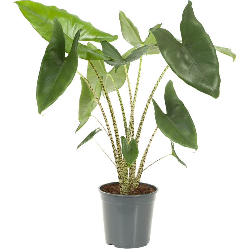 Een afbeelding van AH Alocasia zebrina p21