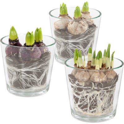 pdp-image-AH Bollen in glas