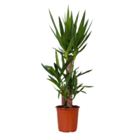 AH Yucca 21 teelt