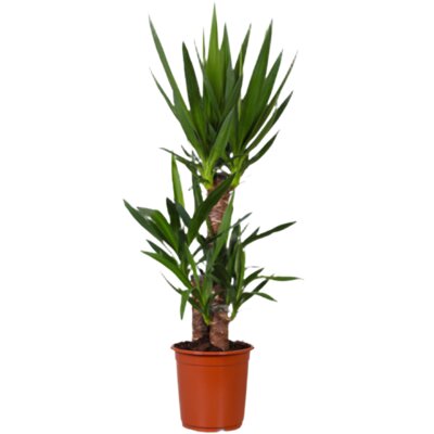 pdp-image-AH Yucca 21 teelt