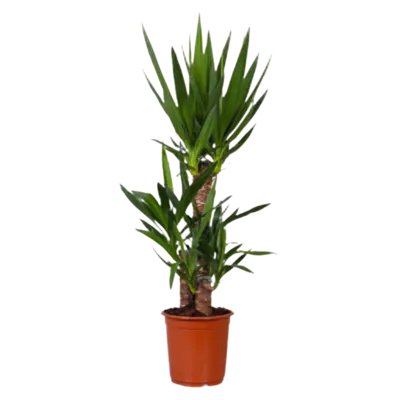 pdp-image-AH Yucca 21 teelt