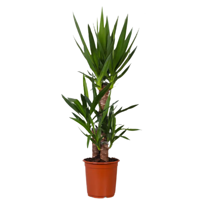 AH Yucca 21 teelt