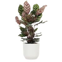 AH Calathea makoyana 21 teelt