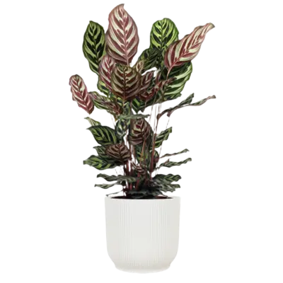 pdp-image-AH Calathea makoyana 21 teelt