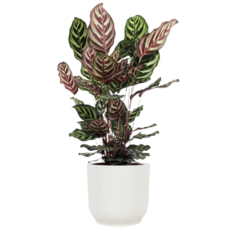 AH Calathea makoyana 21 teelt