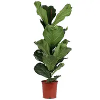 AH Ficus lyrata 21 teelt