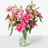 AH Lelies mono roze