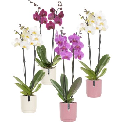 pdp-image-AH Orchidee 2 tak in pot