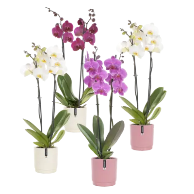 pdp-image-AH Orchidee 2 tak in pot