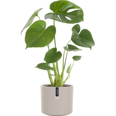 pdp-image-AH Monstera in pot