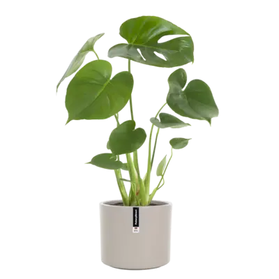 pdp-image-AH Monstera in pot