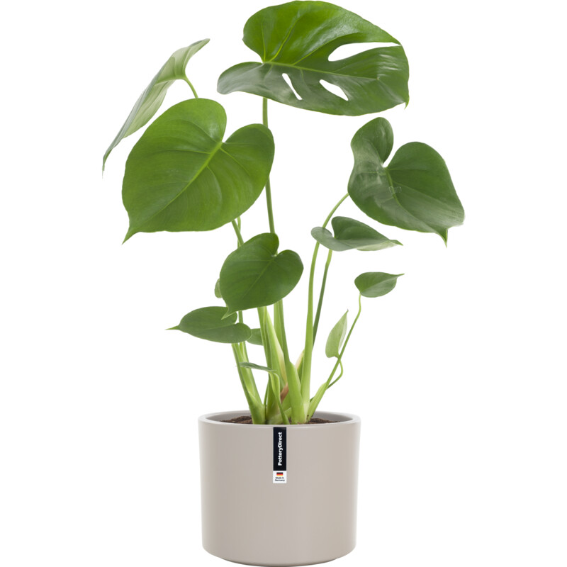 Een afbeelding van AH Monstera in pot