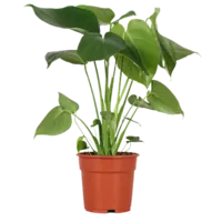 AH Monstera deliciosa 17 teelt