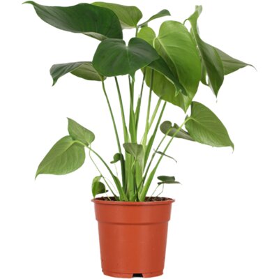 pdp-image-AH Monstera deliciosa 17 teelt