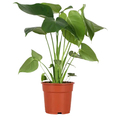 pdp-image-AH Monstera deliciosa 17 teelt