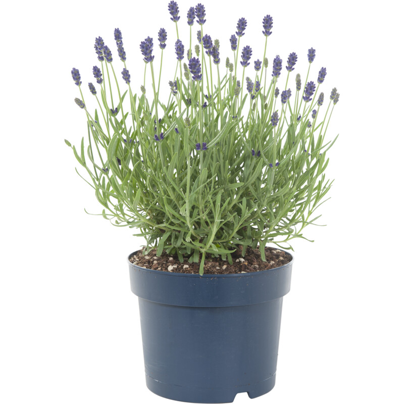 Een afbeelding van AH Lavendel p15