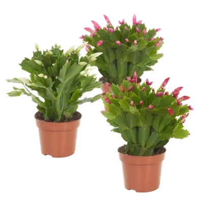 pdp-image-AH Najaarscactus p12