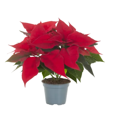 pdp-image-AH Kerstster rood