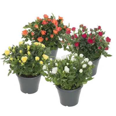 pdp-image-AH Potroos p17