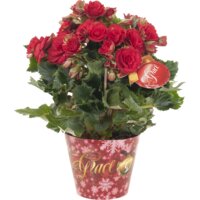 Productfoto van undefined