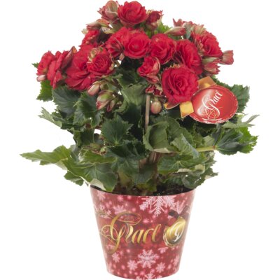 pdp-image-AH Begonia grace