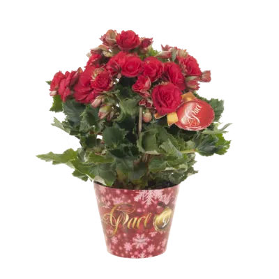 pdp-image-AH Begonia grace