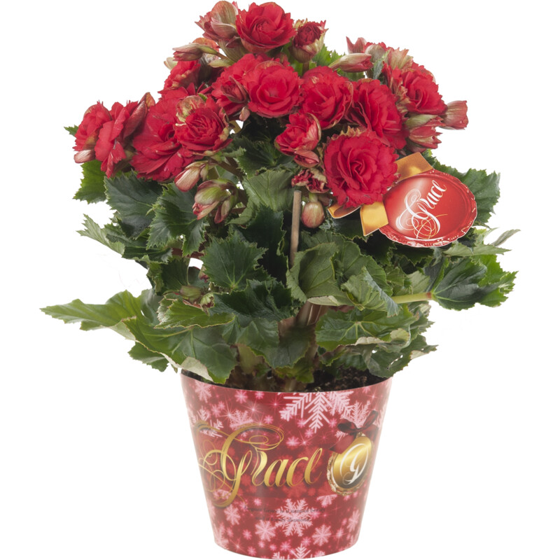 Een afbeelding van AH Begonia grace