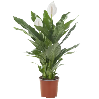 pdp-image-AH Spathiphyllum