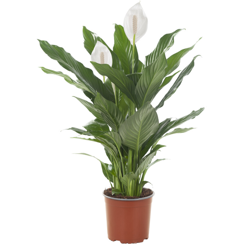 Een afbeelding van AH Spathiphyllum