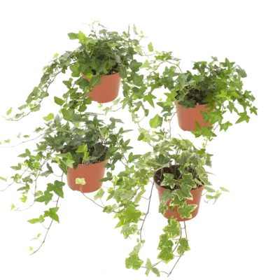 pdp-image-AH Hedera p13