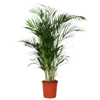 AH Areca 24 teelt