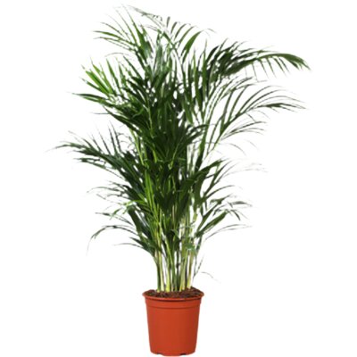 pdp-image-AH Areca 24 teelt