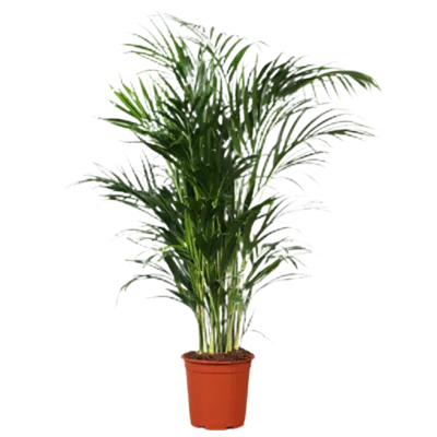 pdp-image-AH Areca 24 teelt