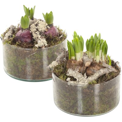 pdp-image-AH Bollen in cilinderglas laag