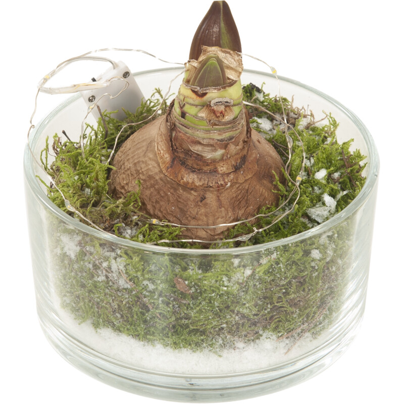 Een afbeelding van AH Amaryllis in schaal