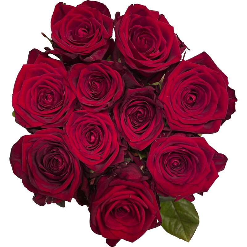 Een afbeelding van AH Roos red naomi Hollands