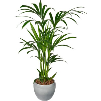 pdp-image-AH Palm kentia